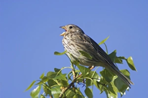 Communication Prints: Corn Bunting, Miliaria calandra, adult singing, National Park Lake Neusiedl, Burgenland