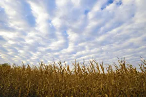 Harvest Prints: Corn field with blue sky and beautiful clouds