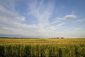 Horizon Over Land Prints: Corn field, central Minnesota