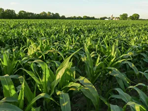 Minnesota Prints: Corn field, farmland, Minnesota summer