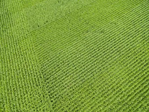 Images Dated 2017 August: Corn field, Marion County, Illinois