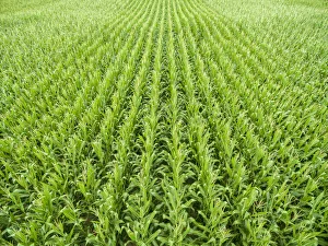 Images Dated 2017 August: Corn field, Marion County, Illinois