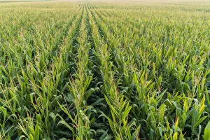 Prints of Corn field, Marion County, Illinois Images Dated 2019 May: Corn field, Marion County, Illinois
