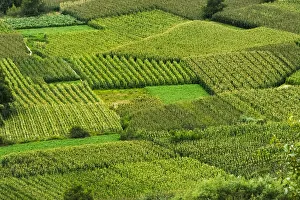 Tibetan Prints: Corn field, Zhonglu Village, Danba County