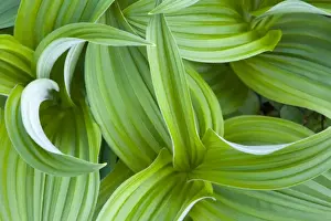 Images Dated 21st July 2008: Corn Lilly aka False Hellebore in the Cascades of Washington
