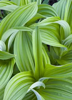 Images Dated 21st July 2008: Corn Lilly aka False Hellebore in the Cascades of Washington