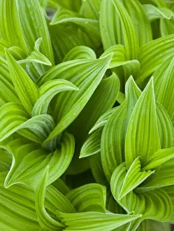 Images Dated 14th July 2009: Corn lilly aka False Hellebore in Glacier National Park in Montana
