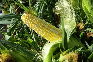 Vegetable Prints: Corn for sale at a farmers market, Charleston, South Carolina. USA