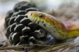 Telfair County Prints: Corn Snake (Elaphe guttata) CAPTIVE The Orianne Indigo Snake Preserve
