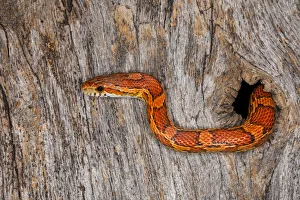 Corn Snake emerging from hole in barn