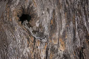Corn Snake emerging from hole in barn