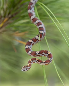 Pine Flatwoods Prints: Corn Snake in long-leaf pine. A docile non-venomous snake found throughout Florida