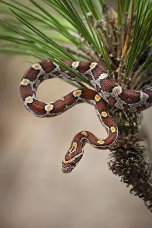 Images Dated 30th March 2020: Corn Snake in long-leaf pine. A docile non-venomous snake found throughout Florida
