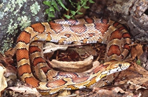 Dangerous Prints: Corn Snake (Red Rat Snake), Elaphe guttata, Native to Eastern US