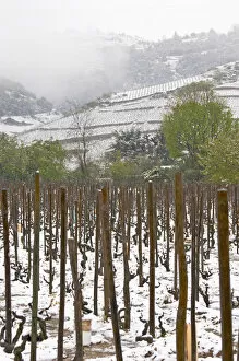 Images Dated 16th April 2005: Cornas. Vineyards under snow in seasonably exceptional weather in April 2005. Cornas