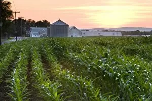 Images Dated 16th July 2006: A cornfield on a farm in Hadley, Massachusetts. Sunset