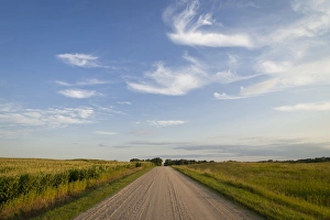 Cornfield on left, Schaefer prairie on right, Glencoe, MN