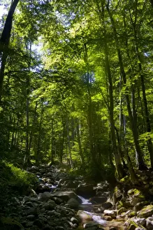 Brook Prints: Corsica. France. Europe. Beech forest (Fagus sylvatica) & stream near Vizzavona