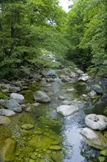 Streams Prints: Corsica. France. Europe. Stream & forest at mouth of Gorges du Tavignano (Tavignao