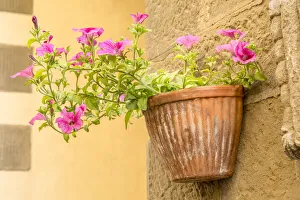 Decorative Prints: Cortona, Italy. Morning Glories growing in a vase-shaped pot on a stone wall