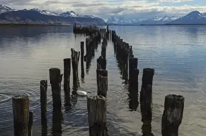 Swan Prints: Coscoroba Swan (Coscoroba coscoroba) & dock Puerto Natales, Patagonia, Magellanic region