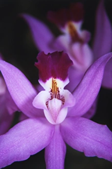 Fragile Prints: Costa Rica, Ankester Botonical Gardens, Close-up of orchid