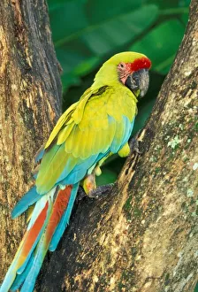 Watch Prints: Costa Rica, Ara