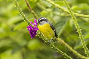 Costa Rica, Arenal. Bananaquit feeding on vervain