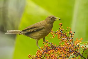Berry Prints: Costa Rica, Arenal. Clay-colored thrush feeding