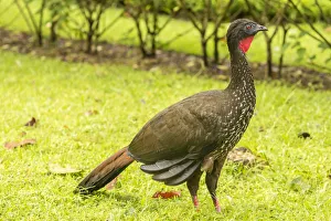 Arenal Prints: Costa Rica, Arenal. Crested guan on ground