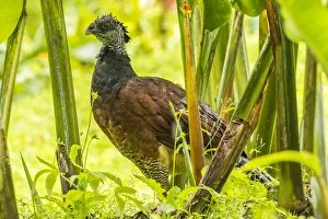 Arenal Prints: Costa Rica, Arenal. Female great currassow bird close-up