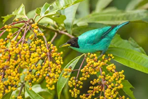 Costa Rica, Arenal. Green honeycreeper and berries