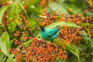 Berry Prints: Costa Rica, Arenal. Green honeycreeper feeding