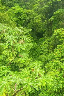 Costa Rica Prints: Costa Rica, Arenal Hanging Bridges. Rainforest landscape