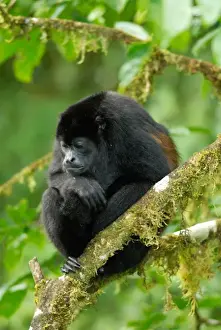 Arenal Prints: Costa Rica, Arenal, howler monkey high in canopy viewed from canopy walk