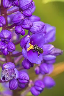 Arenal Prints: Costa Rica, Arenal. Insect on blossom. Credit as: Cathy & Gordon Illg / Jaynes Gallery
