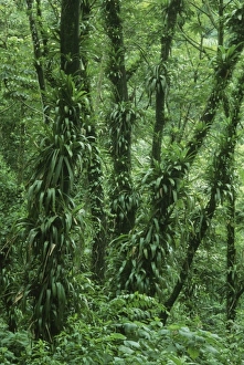 Arenal Prints: Costa Rica, Arenal National Park, rainforest foliage