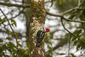 Arenal Prints: Costa Rica, Arenal. Pale-billed woodpecker on tree