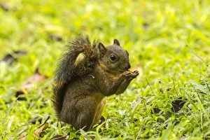 Arenal Prints: Costa Rica, Arenal. Red-tailed squirrel feeding