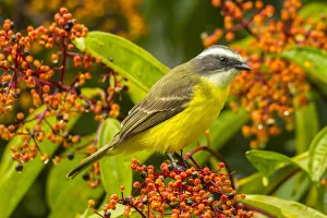 Berry Prints: Costa Rica, Arenal. Social flycatcher close-up