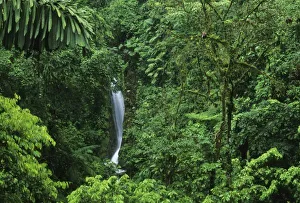 Greenery Prints: Costa Rica, Arenal Volcano area, Hanging Bridges trail, rainforest private reserve