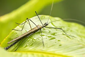 Costa Rica Prints: Costa Rica, Arenal. Walkingstick insect on leaf