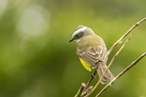 Arenal Prints: Costa Rica, Arenal. White-ringed flycatcher on limb