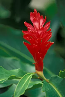 Images Dated 31st August 2003: Costa Rica. Asian ginger flower