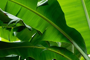 Images Dated 8th September 2006: Costa Rica, Banana leaves