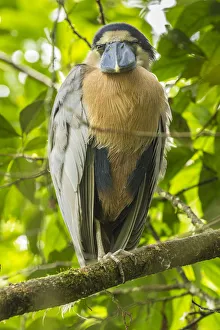 Costa Rica. Boat-billed heron close-up. Credit as: Cathy & Gordon Illg / Jaynes Gallery