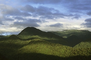 Costa Rican Prints: Costa Rica, Braulio Carrillo National Park, sunrise over rainforest