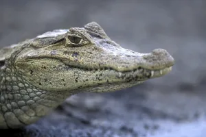 Teeth Prints: Costa Rica, CaA o Negro Wildlife Refuge, Spectacled Caiman (Caiman crocodilus) rests