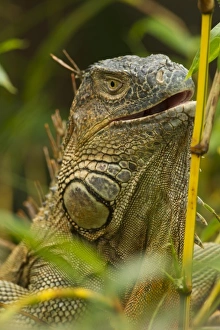 Arboreal Prints: Costa Rica, Central America, Common Iguana, Iguana iguana, climbing in tree