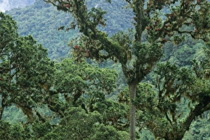 Rainy Prints: Costa Rica, Chirripo National Park, View of cloud forest